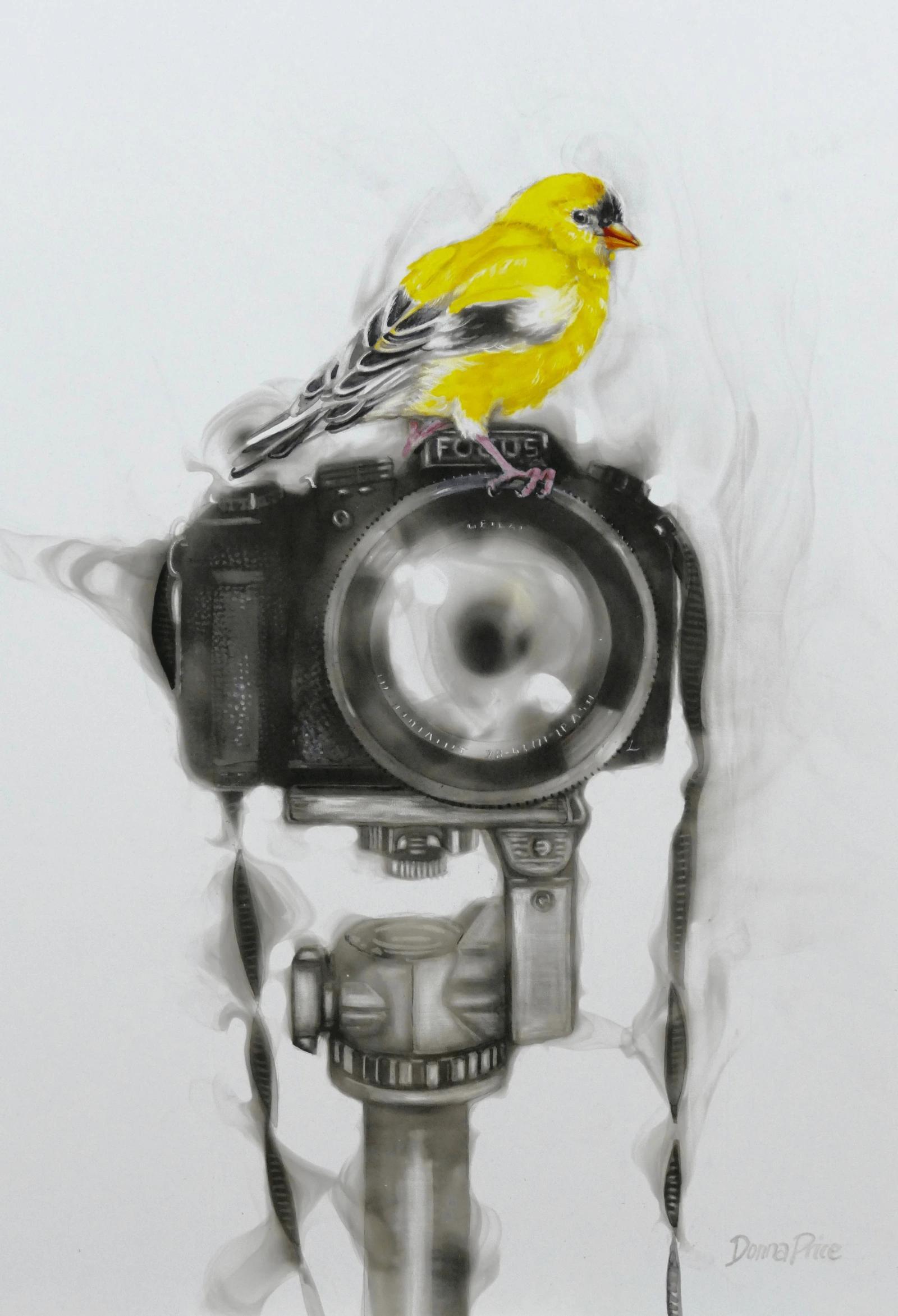 An American goldfinch perched on a camera.