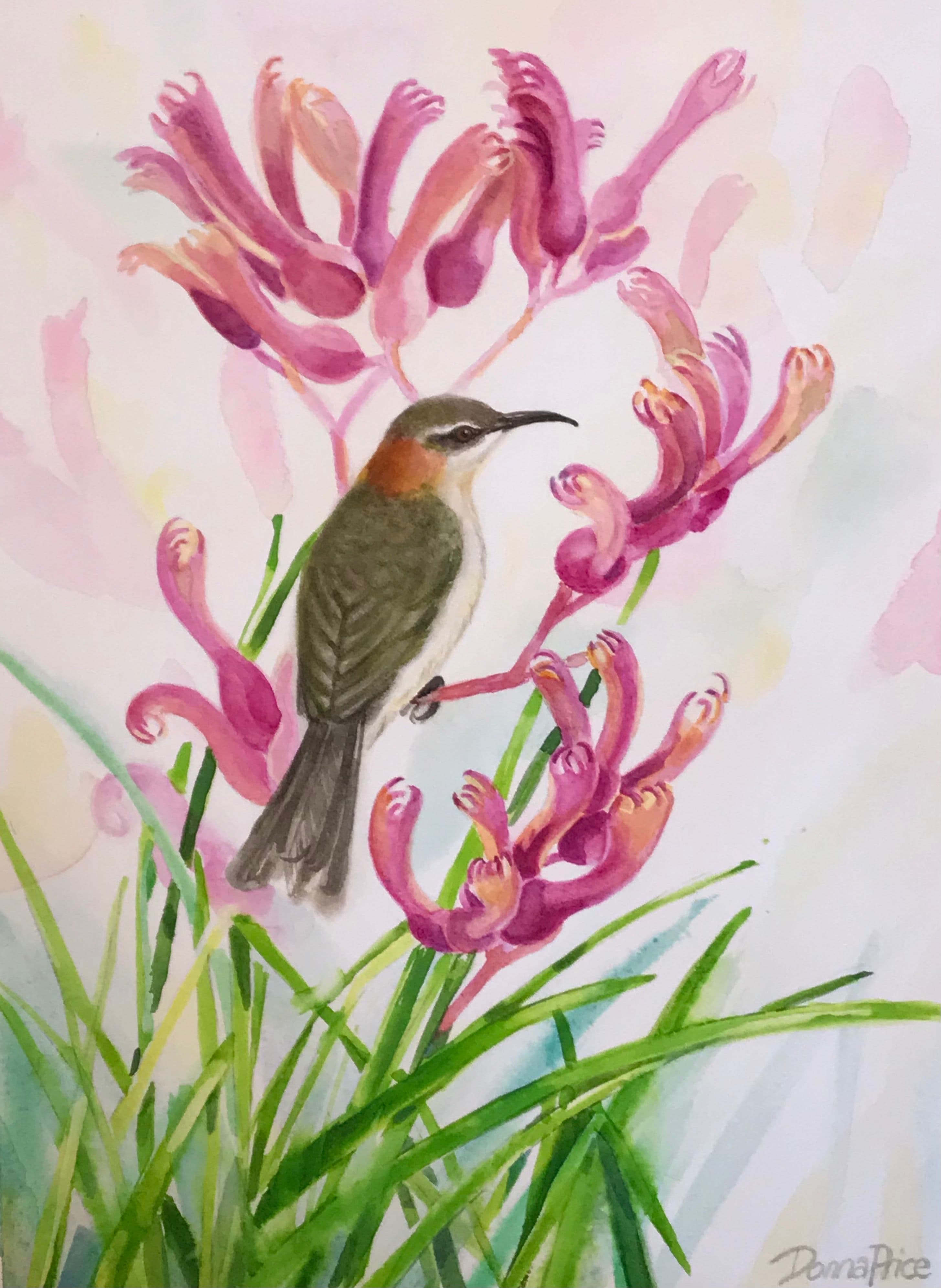 A Western Spinebill perched among pink kangaroo paw flowers.