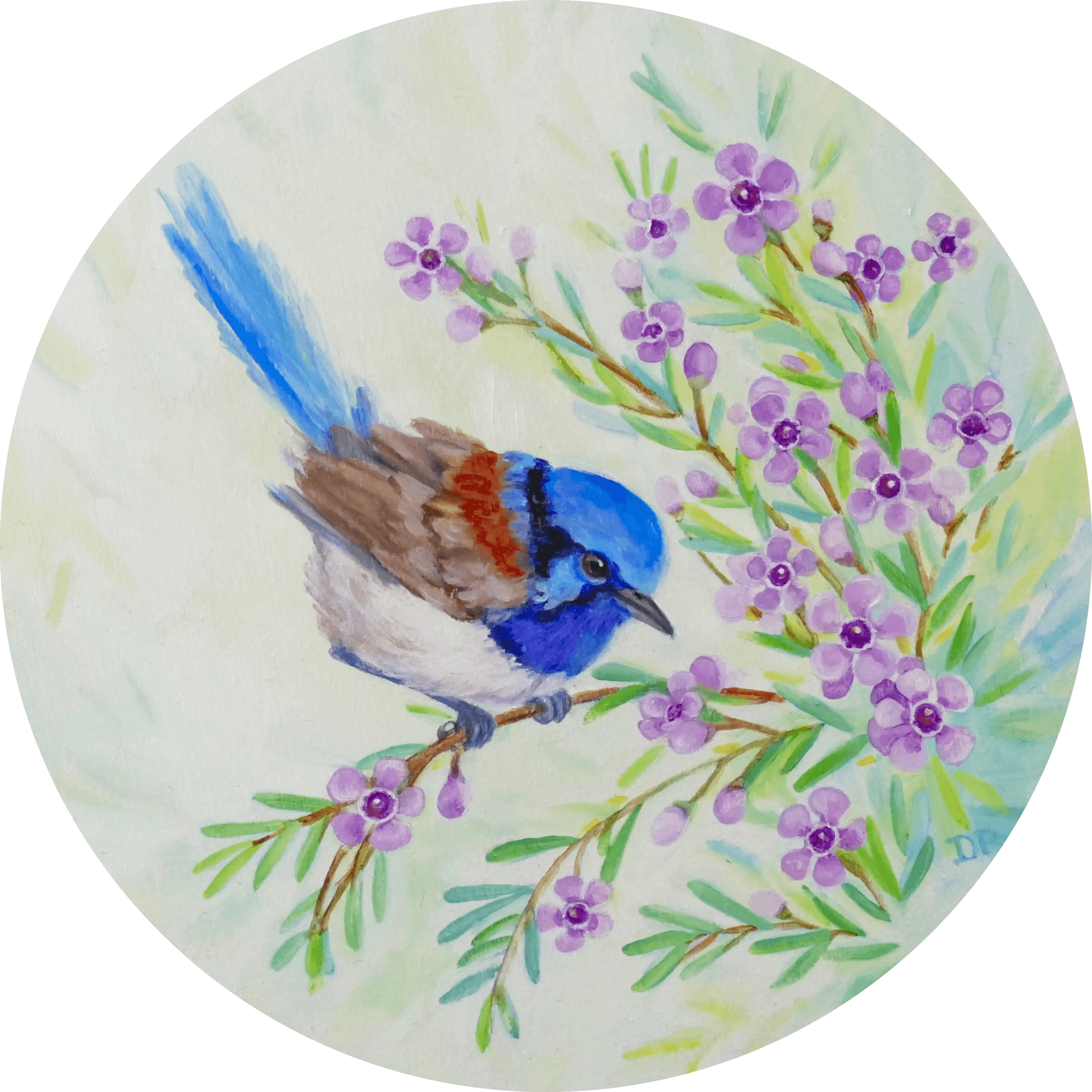 Circular painting of a blue fairy wren perched on Geraldton wax.