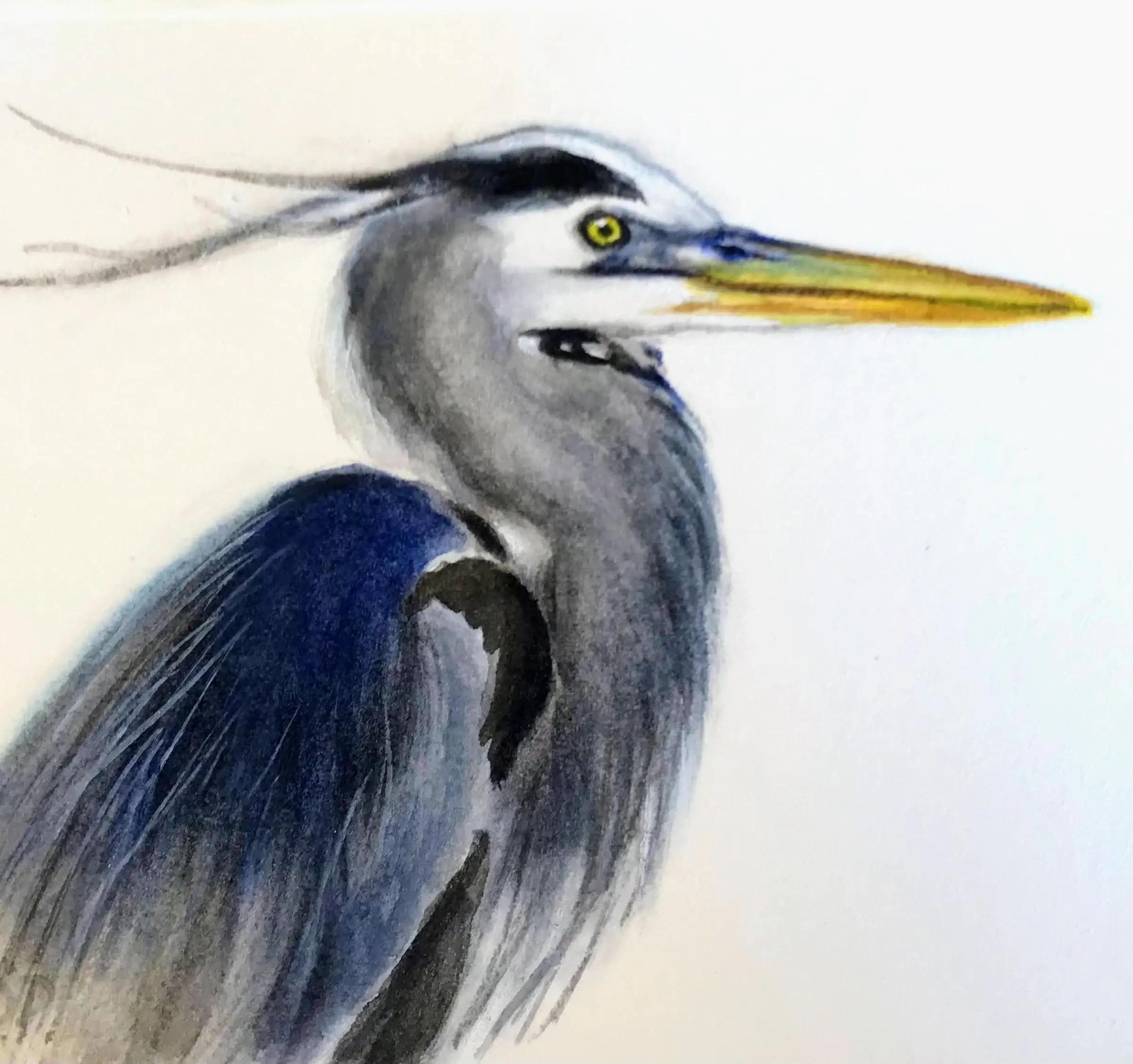 Small watercolour study of a blue heron.