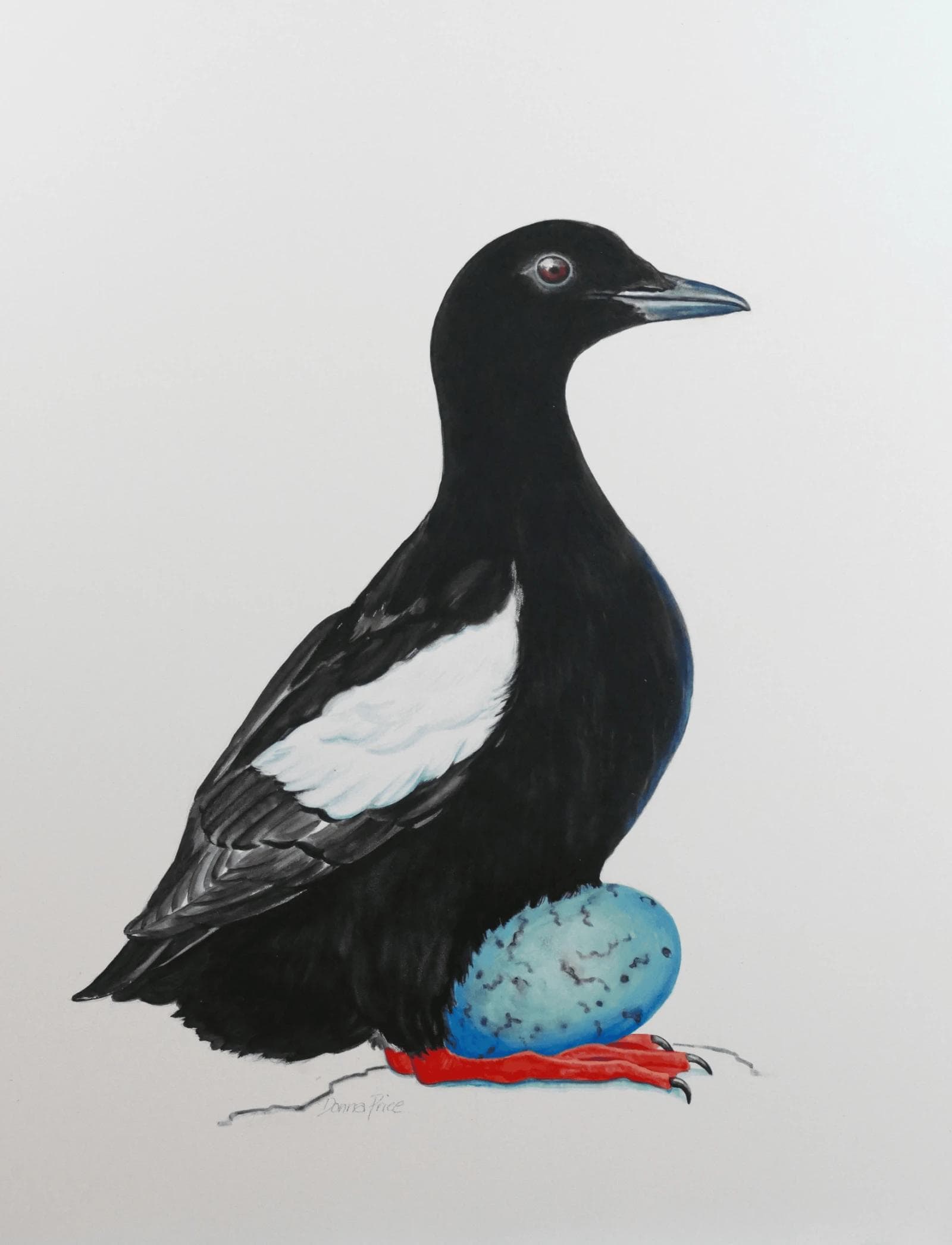 A black guillemot sitting on a blue speckled egg.