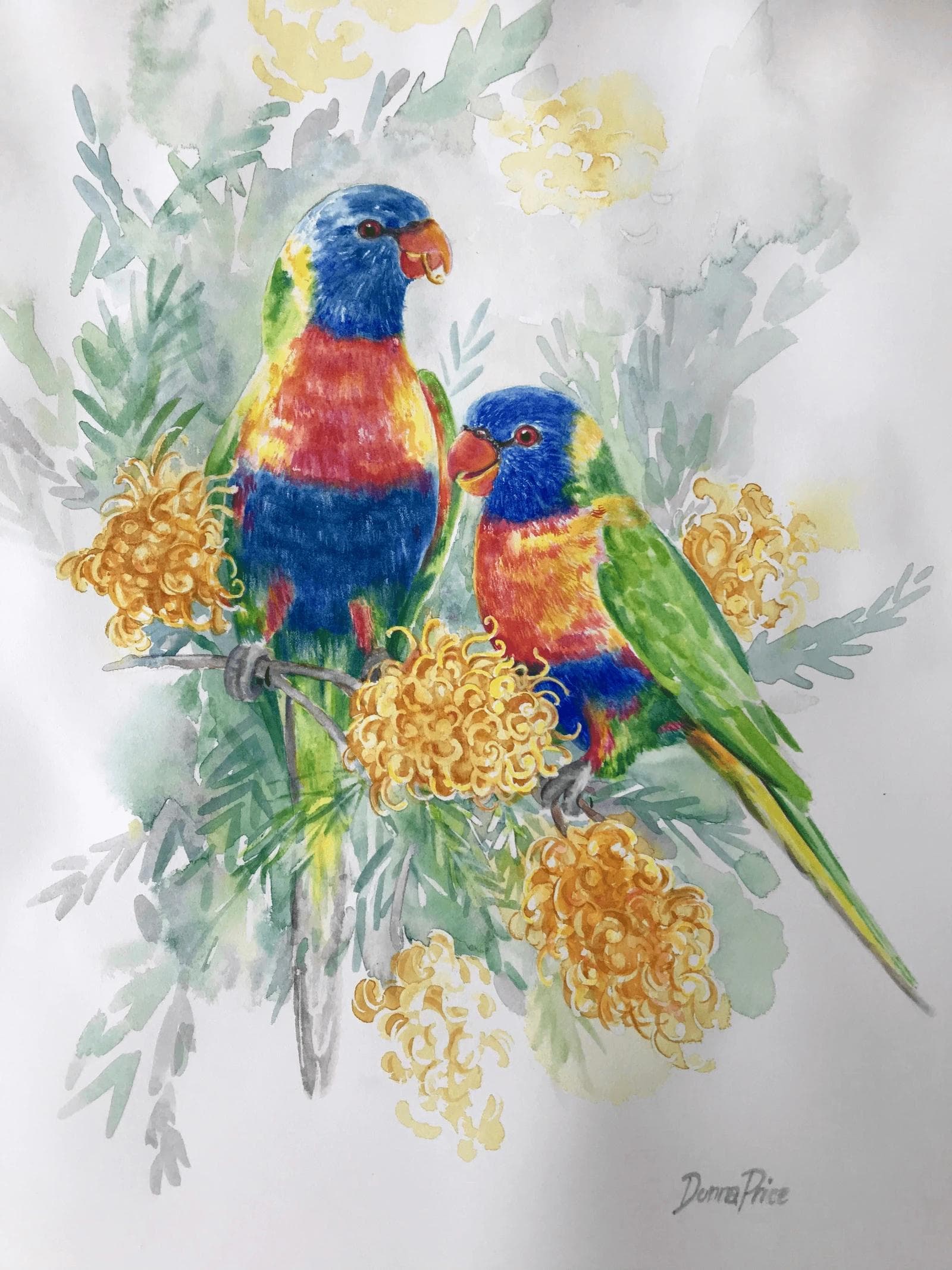 Two rainbow lorikeets sitting in golden grevillea.