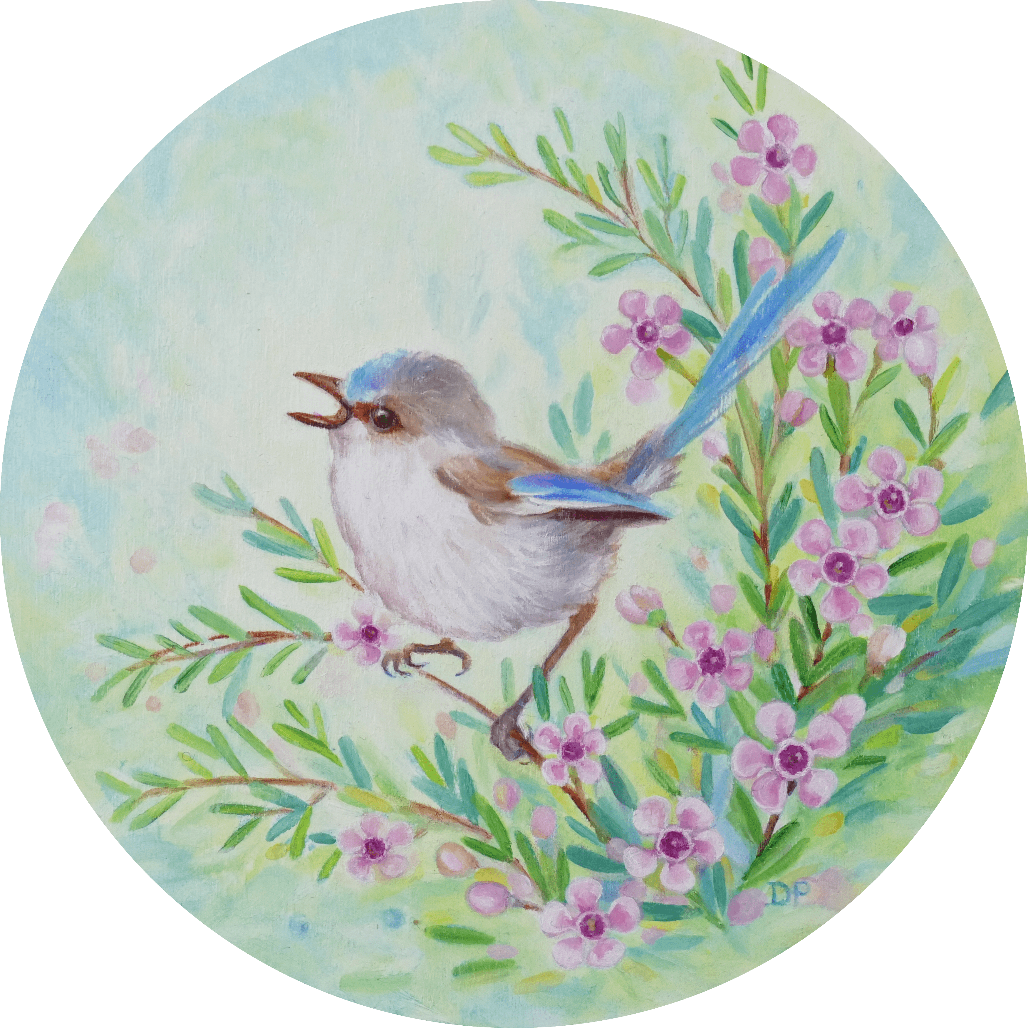 A small chirping wren perched amongst Geraldton wax flowers.