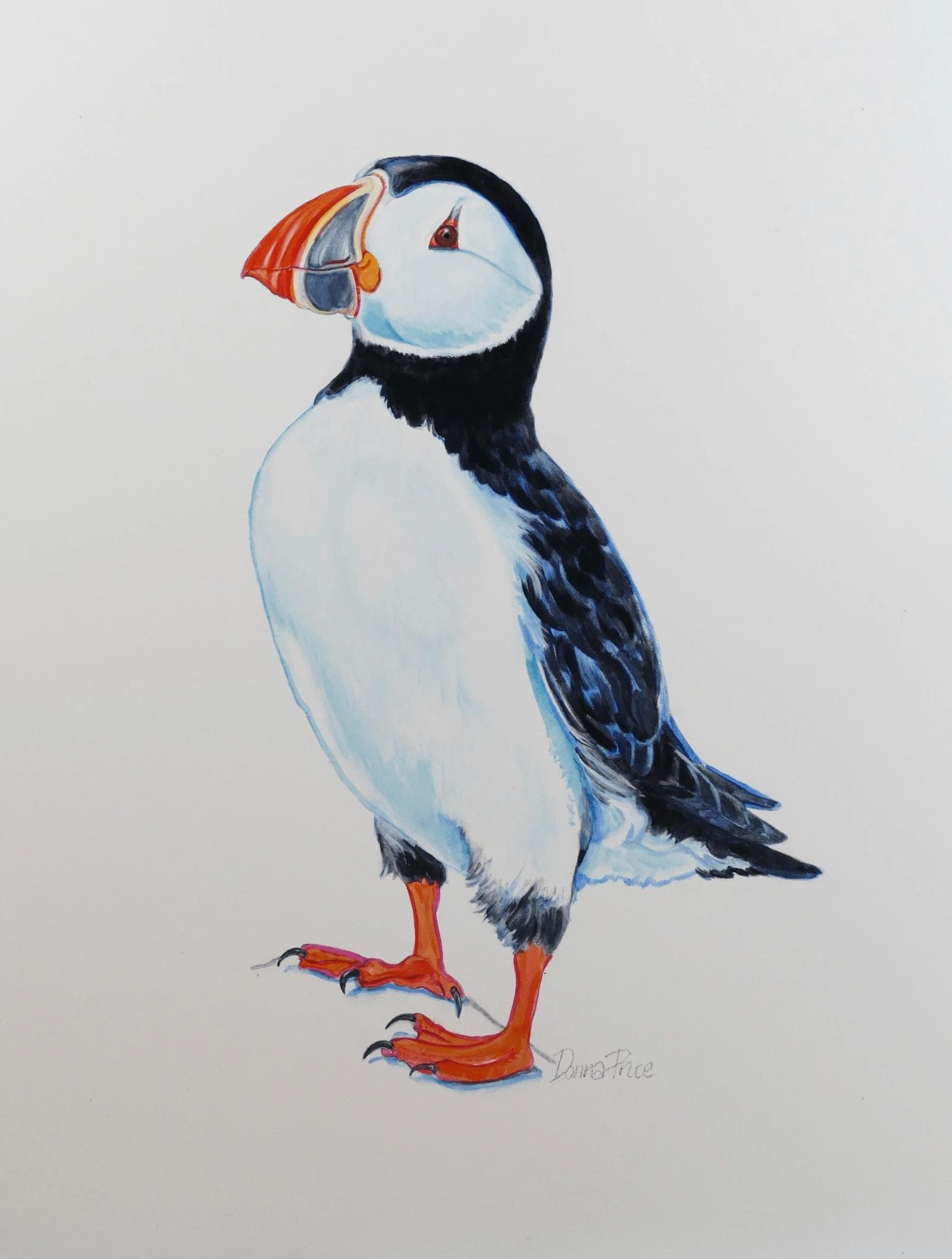 An atlantic puffin.